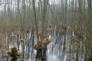 Przedwiośnie – rozlewiska i bagna Chełmskiego i Sobiborskiego Parku Krajobrazowego